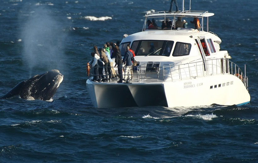 CAPE TOWN FULL-DAY WHALE WATCHING AND WINE TASTING PRIVATE TOUR