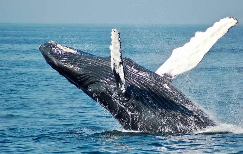 Whale-watching Day Tour in Hermanus while