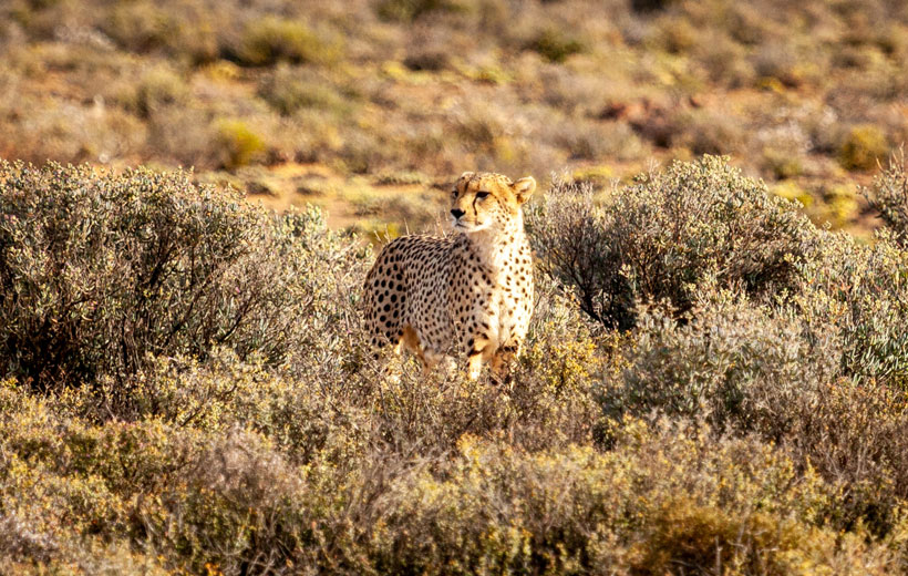 Explore the Reserve with full Day Aquila Game Reserve Big 5 Safari from Cape Town