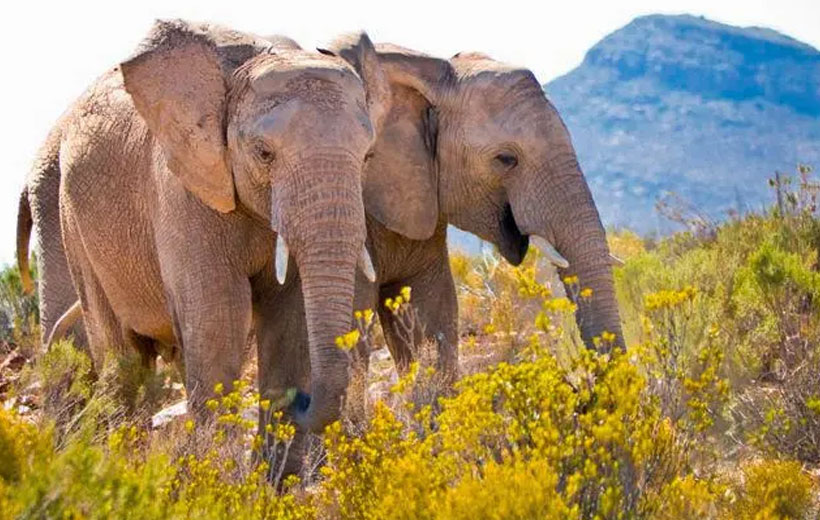 Explore the Reserve with full Day Aquila Game Reserve Big 5 Safari from Cape Town